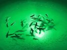 Green Apollo Underwater LED Lighting System (120 foot power cord)