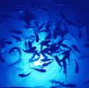 Blue Mega-Watt Underwater LED Lighting System (160 foot power cord)
