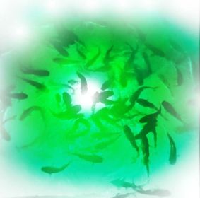 Green/White Mega-Watt Iris Underwater LED Lighting System (200 foot power cord)
