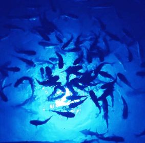 Blue Mega-Watt Underwater LED Lighting System (200 foot power cord)