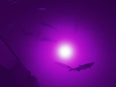 Purple Mega-Watt Underwater LED Lighting System (240 foot power cord)